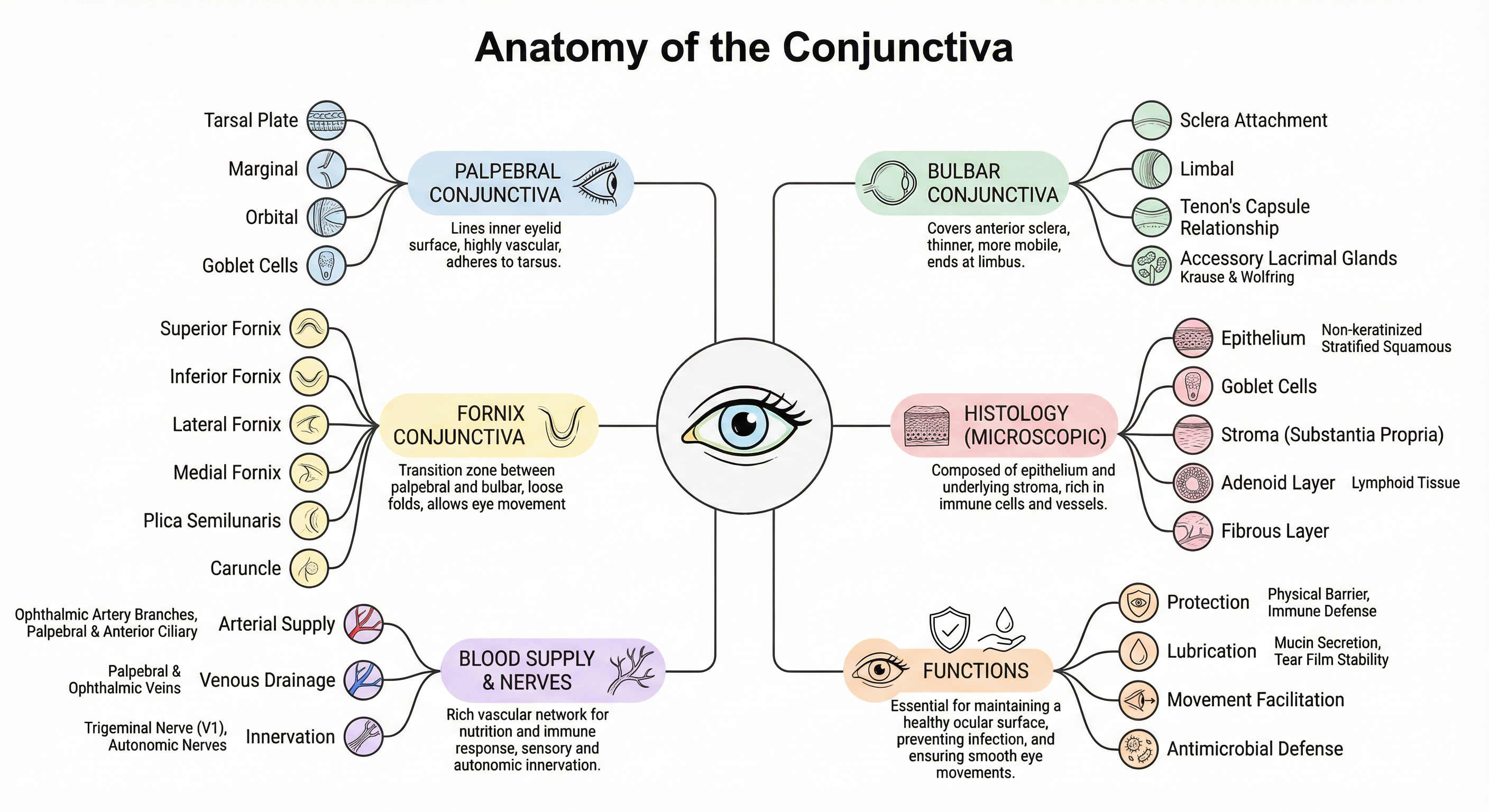 Conjunctiva Mind Map